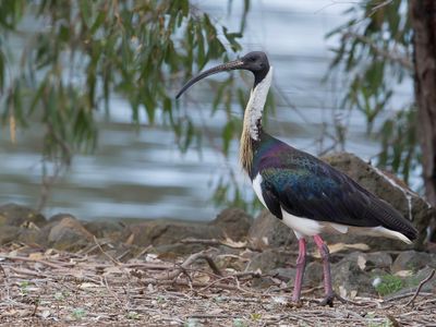 Straw-necked Ibis - Strohalsibis - Ibis d'Australie