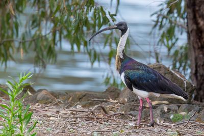 Straw-necked Ibis - Strohalsibis - Ibis d'Australie