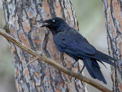 Little Raven - Kleine Raaf - Petit Corbeau