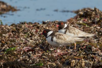 Hooded Plover - Zwartkopplevier - Pluvier à camail