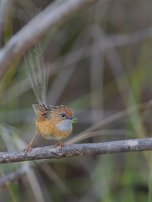 Southern Emu-wren - Roodooremoesluiper - Queue-de-gaze du Sud (m)