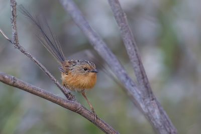 Southern Emu-wren - Roodooremoesluiper - Queue-de-gaze du Sud (f)