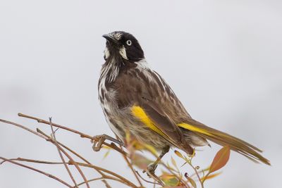 New Holland Honeyeater - Witooghoningeter - Méliphage de Nouvelle-Hollande