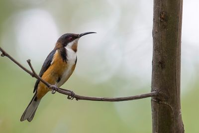 Eastern Spinebill - Zwarthalshoningvogel - Méliphage à bec grêle
