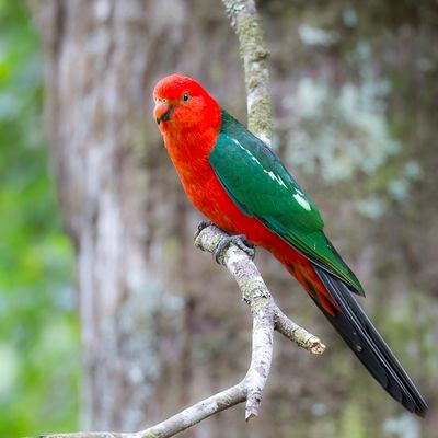 Australian King Parrot - Australische Koningsparkiet - Perruche royale (m)