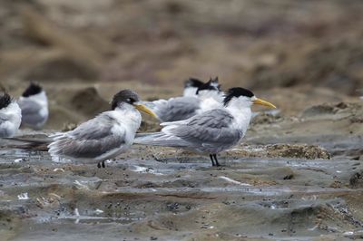 Great Crested Tern - Grote Kuifstern - Sterne huppée