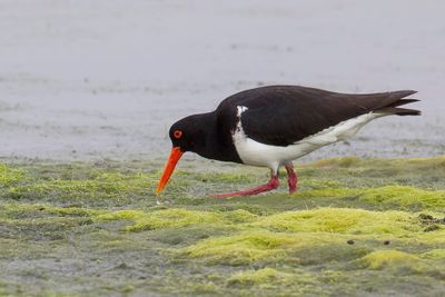 Pied Oystercatcher - Australische Bonte Scholekster - Huîtrier à long bec