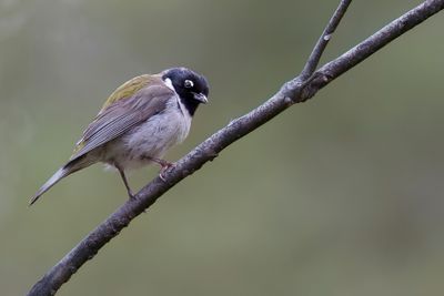 Black-headed Honeyeater - Zwartkophoningeter - Méliphage à tête noire
