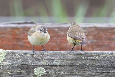 Yellow-rumped Thornbill - Geelstuitdoornsnavel - Acanthize à croupion jaune