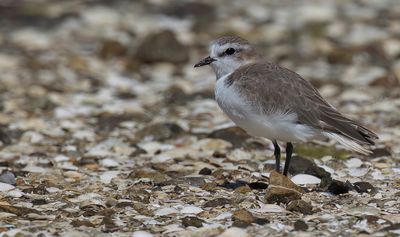 Red-capped Plover - Roodkopplevier - Pluvier à tête rousse