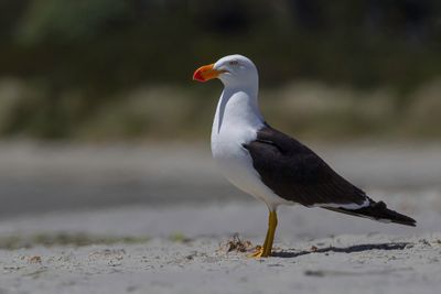 Pacific Gull - Diksnavelmeeuw - Goland austral