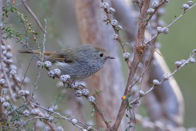 Tasmanian Thornbill - Tasmaanse Doornsnavel - Acanthize de Tasmanie