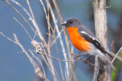 Flame Robin - Vuurbuikvliegenvanger - Miro embrasé (m)