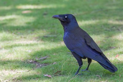 Forest Raven - Tasmaanse Raaf - Corbeau de Tasmanie