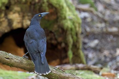 Black Currawong - Zwarte Klauwierkraai - Réveilleur noir