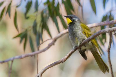 Yellow-throated Honeyeater - Geelkeelhoningeter - Méliphage à gorge jaune