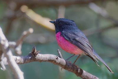 Pink Robin - Zwart-roze Vliegenvanger - Miro incarnat (m)