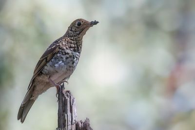 Bassian Thrush - Tasmaanse Goudlijster - Grive à lunules