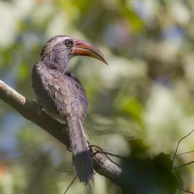 Malabar Grey Hornbill - Malabartok - Calao gris