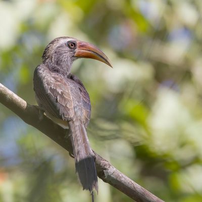 Malabar Grey Hornbill - Malabartok - Calao gris