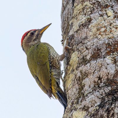 Streak-throated Woodpecker - Kleine Schubbuikspecht - Pic striol