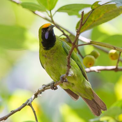 Golden-fronted Leafbird - Goudvoorhoofdbladvogel - Verdin  front d'or (m)