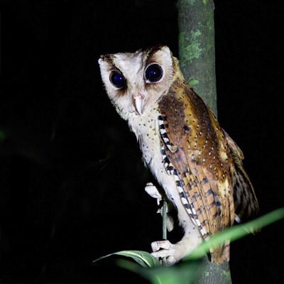 Birds of Western Ghats 2017 / 2018