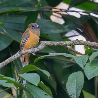 Malabar Trogon - Malabartrogon - Trogon de Malabar (f)