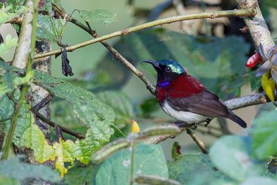 Crimson-backed Sunbird - Dwerghoningzuiger - Souimanga menu (m)