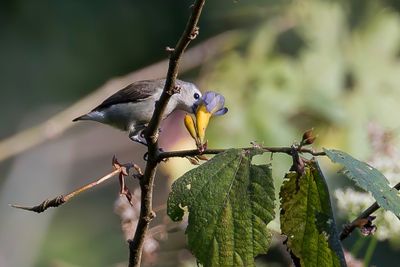 Nilgiri Flowerpecker - Nilgirihoningvogel - Dice concolore