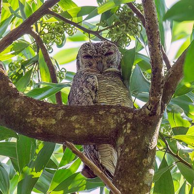 Mottled Wood Owl - Indische Bosuil - Chouette ocelle
