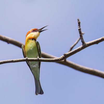 Chestnut-headed Bee-eater - Bruinkopbijeneter - Gupier de Leschenault