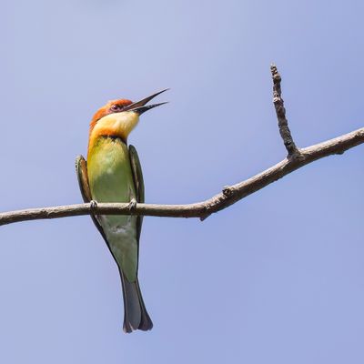 Chestnut-headed Bee-eater - Bruinkopbijeneter - Gupier de Leschenault