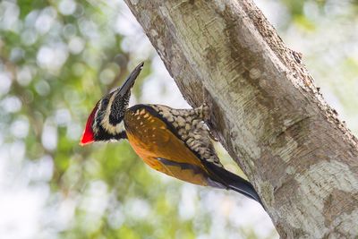Black-rumped Flameback - Kleine Goudrugspecht - Pic du Bengale