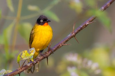 Flame-throated Bulbul - Keralagoudborstbuulbuul - Bulbul  gorge rubis