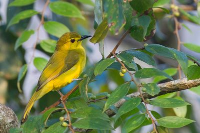 Yellow-browed Bulbul - Goudbrauwbuulbuul - Bulbul  sourcils d'or