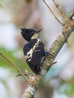 Heart-spotted Woodpecker - Hartvlekspecht - Pic canente (f)