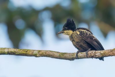 Heart-spotted Woodpecker - Hartvlekspecht - Pic canente (f)
