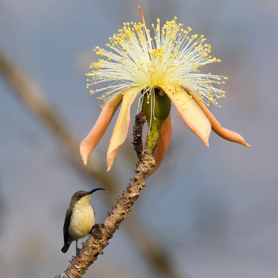 Loten's Sunbird - Lotens Honingzuiger - Souimanga de Loten (f)