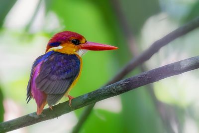 Black-backed Dwarf Kingfisher - Martin-pcheur pourpr - Jungledwergijsvogel