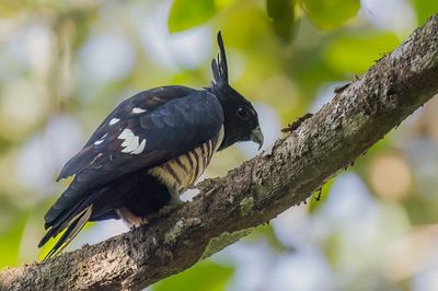 Black Baza - Zwarte Koekoekswouw - Baza huppard