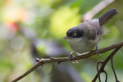 Dark-fronted Babbler - Zwartvoorhoofdbabbelaar - Timalie  tte noire