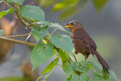 Rufous Babbler - Roodrugbabbelaar - Cratrope rousstre