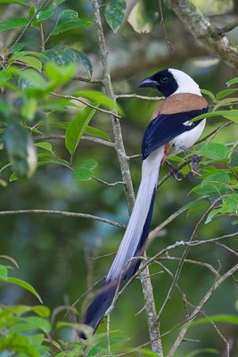 White-bellied Treepie - Witbuikboomekster - Tmia  ventre blanc