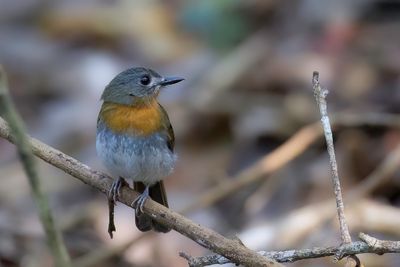 White-bellied Blue Flycatcher - Keralaniltava - Gobemouche  ventre blanc (f)