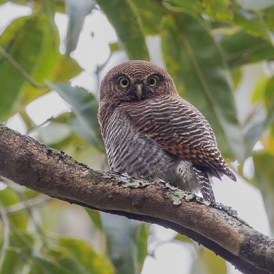 Jungle Owlet - Jungledwerguil - Chevchette de jungle