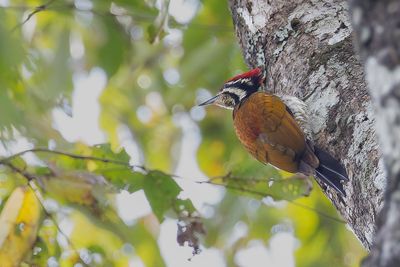 Common Flameback - Javaanse Goudrugspecht - Pic  dos rouge (m)