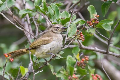 White-browed Bulbul - Witbrauwbuulbuul - Bulbul  sourcils blancs