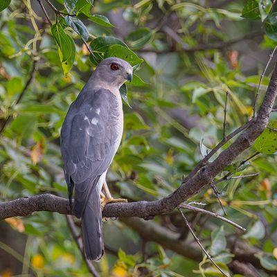 Shikra - Shikra - pervier shikra