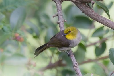 Yellow-throated Bulbul - Geelkeelbuulbuul - Bulbul  menton jaune